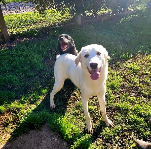 Sade, dolcissima mini labrador  Foto 6